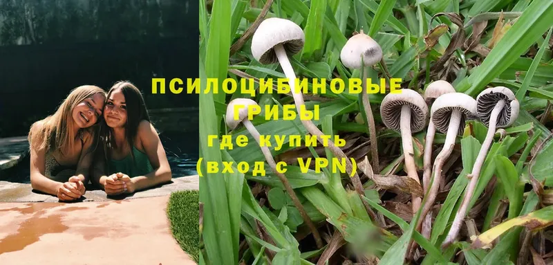 Галлюциногенные грибы Cubensis Бологое